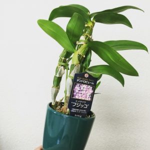 デンドロビュームをいじる、と悲報