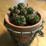 ユーフォルビア 峨眉山