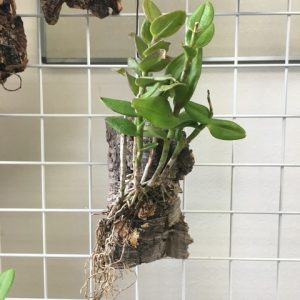 着生蘭、成長記録