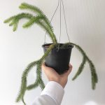 フペルジア・スクアローサ。