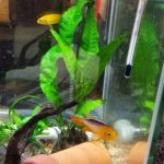 アピスト、食卵事件