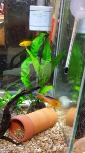 アピスト、食卵事件