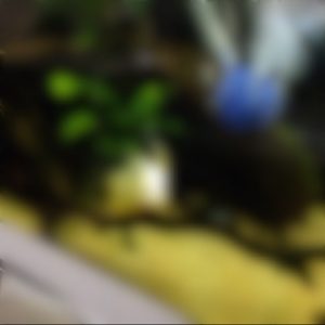 悲劇のＣＯ２過添加と、初お風呂報告