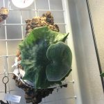 ビカクシダ・グランデの成長記録。4ヶ月目。