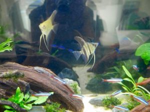 60cmスリム水槽、流木でリフォーム