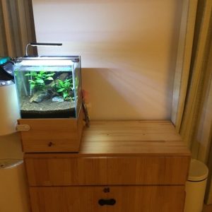 30cmキューブを2本、今更ミスト式で立ち上げ。