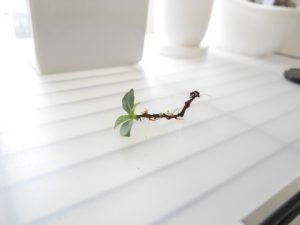 つる性ガジュマル、鉢上げ