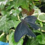 黒い蝶発見