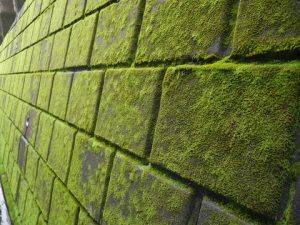 石巻貝落下、エンゼルボイス、まつげりーた