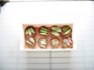 多肉植物、缶鉢に寄せ植え