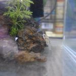 アベさんとガジュマル