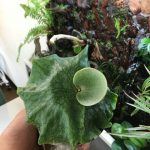 ビカクシダ・グランデをコルク付けする...と不思議な会話が聞こえてくる。