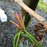 朽木にチラを咲かせましょう。