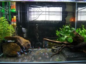 60cm水槽、コリドラスレスキュー編 2