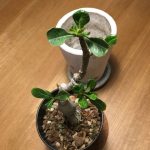 もう春でしょ、アデニウム植え替えちゃおう