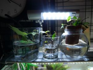 つる性ガジュマル、復活の兆し