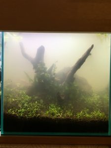 30cmキューブ、注水1日後。