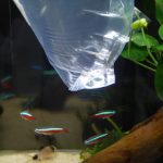 新規雇用した苔取り屋さん