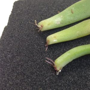 広がる多肉の輪