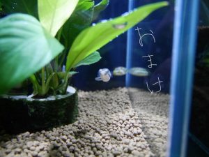 20cm水槽、クリーンアベプロジェクト 5 -おまけ-