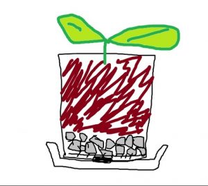 ガジュマル挿し木、鉢上げ