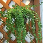 ディスキディア-ミリオンハート-の着生実験。