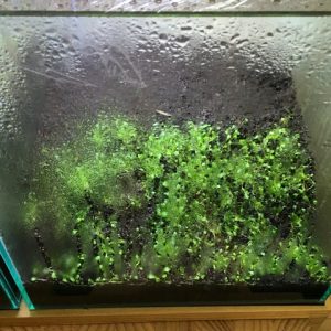 グロッソミスト式開始から1ヶ月。