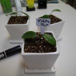 ガジュマル挿し木、３５日経過