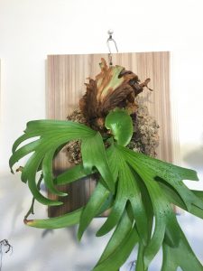 ビカクシダ・コロナリウムの貯水葉 ※2020/3「葉水」についての追記あり。