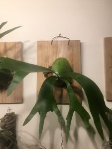 ビカクシダ（コウモリラン）の成長記録。その２