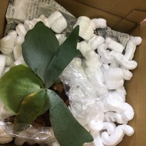 憧れのビカクシダ・ウィリンキーをゲット。