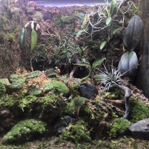 蘭のパルダリウム、立ち上げから1週間とちょっと。