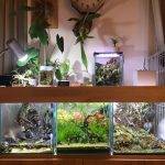 20cm水槽でミニパルダリウム(パシオリウム)。