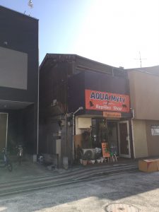 超ビカクシダな休日。エアロファイトしてきたぜ！