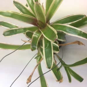 ネオレゲリアの着生仕立てに挑戦。