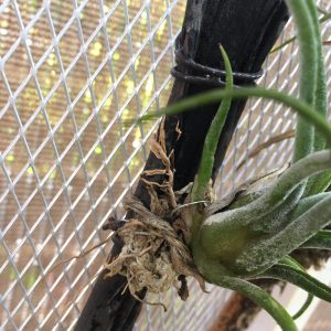 チランジアの根を出す方法は”とある管理”で超簡単。