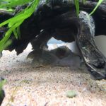 コリドラス水槽、約1週間経過。