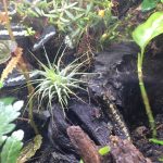 シリケンイモリさんの探検記録。