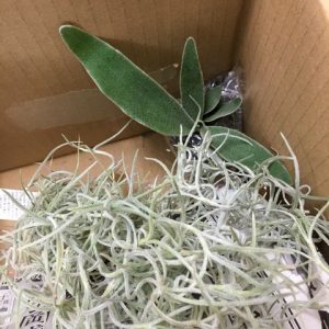 ビカクシダを手作り額縁に。