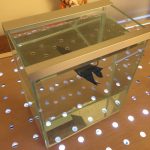 ベタコレクションケースの蓋をDIY。