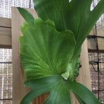 ビカクシダ・コロナリウム”チャンタブリ”の成長記録。