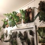 台風に備えて植物を避難。