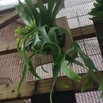 朝のビカクシダ観察。