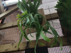 朝のビカクシダ観察。