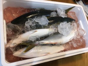 三重から魚がやってキタ...！！