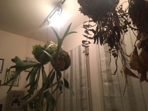 害虫対策！オルトランDX粒剤が効く！