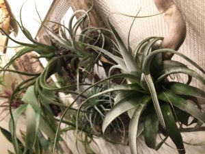 室内でチランジア管理する。