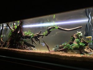 アグラオネマの水中化実験。結果。