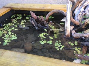 凍り付くビオトープ。