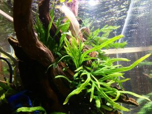 バクテリアリングプラスワンを追加してみた。